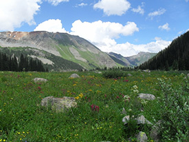 A favorite wildcrafting spot in the San Juan Mountains of Southwest Colorado.